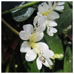 Aponogeton Distachyos - Water Hawthorn -Fish Shop water hawthorn 84489.1637681396